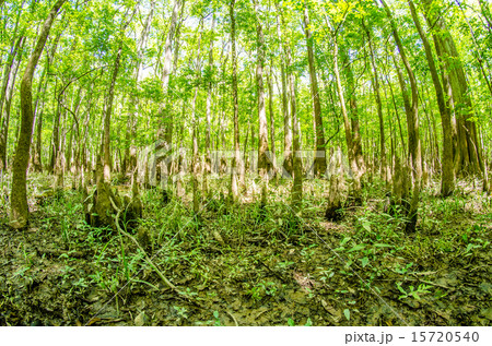 cypress forest and swamp of Congaree National Park cypress forest and swamp of Congaree National Park 15720540