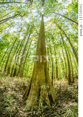 cypress forest and swamp of Congaree National Park cypress forest and swamp of Congaree National Park 15720541