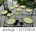蓮 15720618