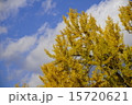 秋の空 15720621