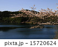 湖面の桜 15720624