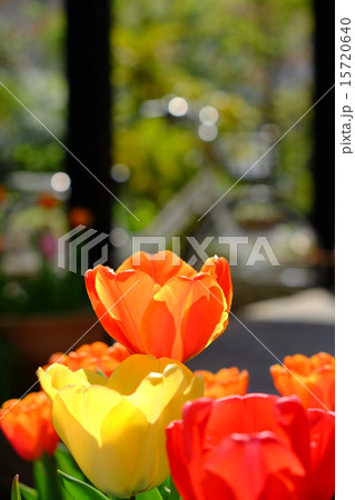 チューリップ 15720640
