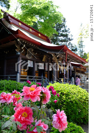 神社の牡丹 15720641
