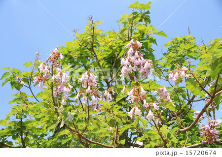 キリの花 15720674