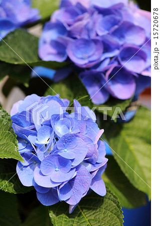 アジサイ　ラセン・ブルー 15720678