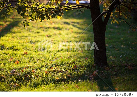 Golden light shining to grass and tree silhouette Golden light shining to grass and tree silhouette 15720697