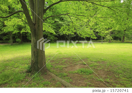 新緑のケヤキの木蔭 15720741