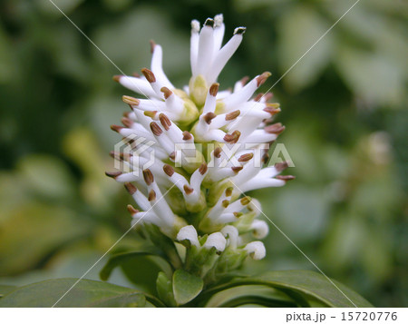 フッキソウ フッキソウ 15720776