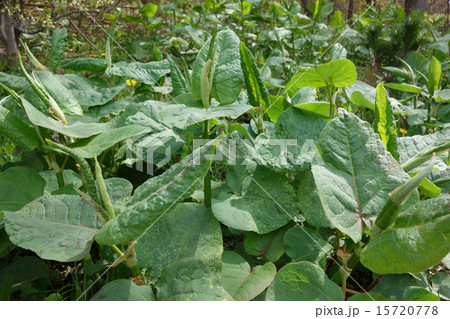 オオイタドリの若葉 15720778