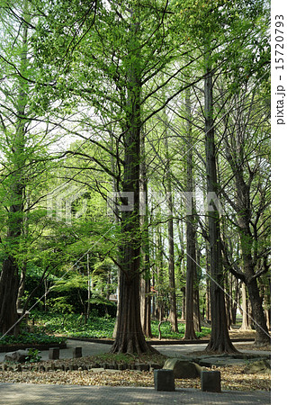 公園のセコイアスギ 15720793