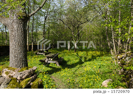 Rest area at spring 15720970