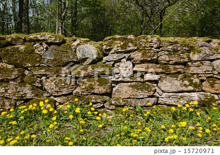 Dandelions at mossy stone wall 15720971