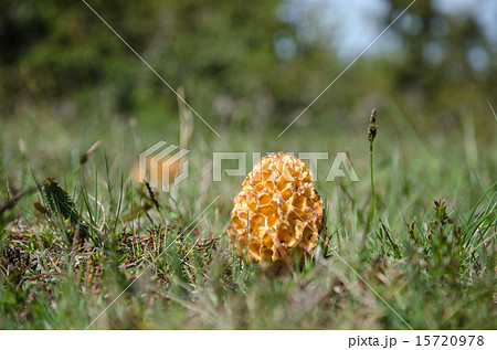 False morel closeup 15720978