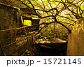 廃墟と木 15721145