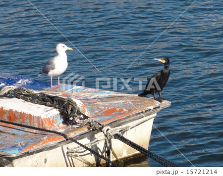 呉越同舟？の写真素材 [15721214] - PIXTA