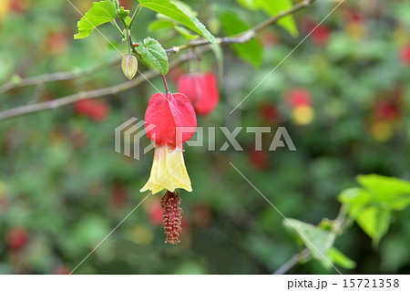 チロリアンランプ 15721358