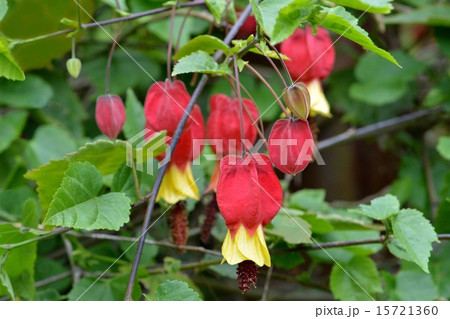 チロリアンランプ 15721360