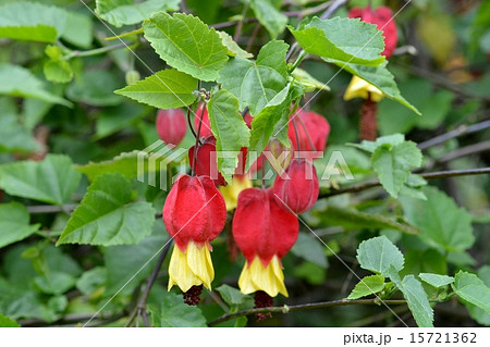 チロリアンランプ 15721362