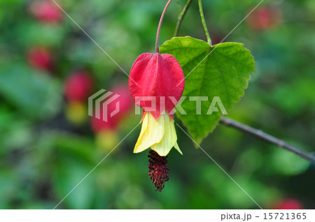 チロリアンランプ チロリアンランプ 15721365