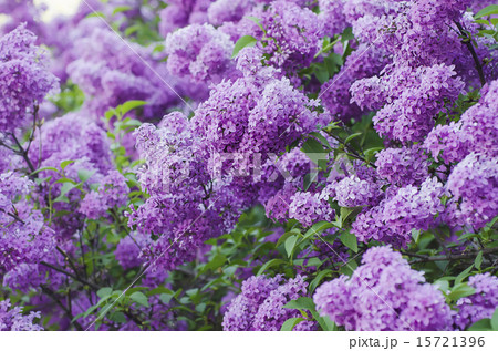 Spring lilac flowers 15721396
