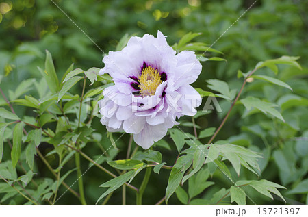 Peony flower 15721397