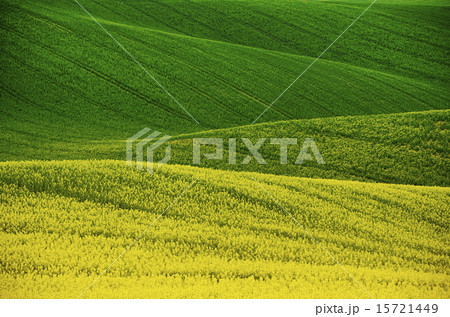 Rapeseed yellow green field in spring Rapeseed yellow green field in spring 15721449