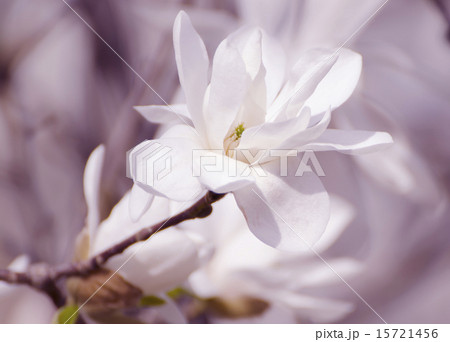 Magnolia white  flowers Magnolia white  flowers 15721456