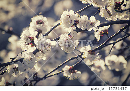 Apricot tree flower Apricot tree flower 15721457
