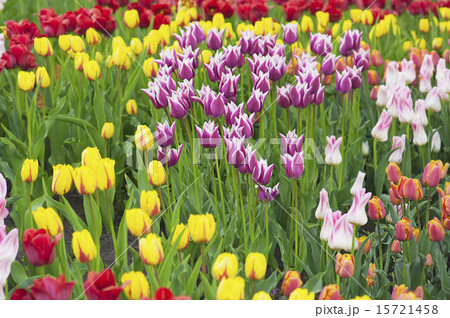 Multicolored tulips 15721458