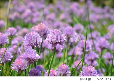 チャイブ 15721473