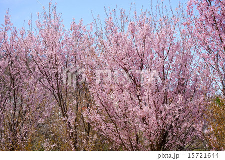 東海桜 15721644