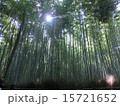 木漏れ日 15721652