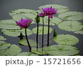 蓮の花 15721656