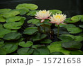 二輪の蓮 15721658