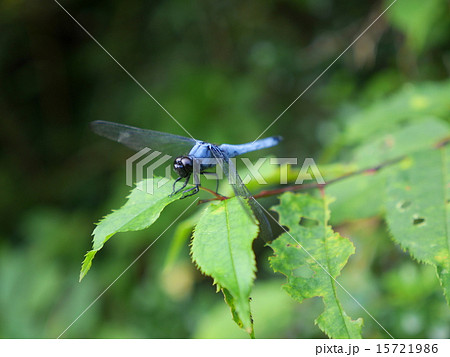 シオカラトンボ 15721986