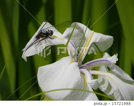 白杜若の花で羽を休めるシオカラトンボ 白杜若の花で羽を休めるシオカラトンボ 15721988