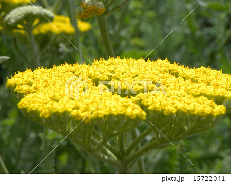 この黄色い花はキバナノコギリソウの花の写真素材