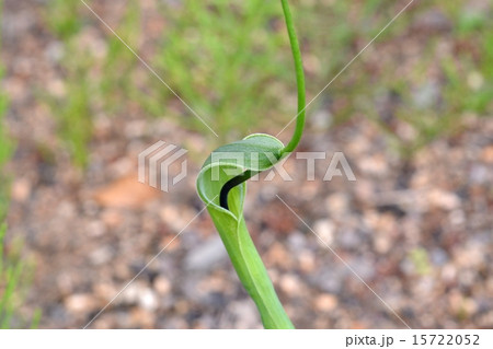 カラスビシャク 15722052