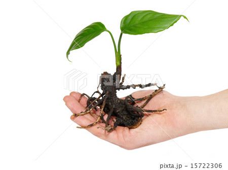 Young green plant in hand isolated on white. Young green plant in hand isolated on white. 15722306