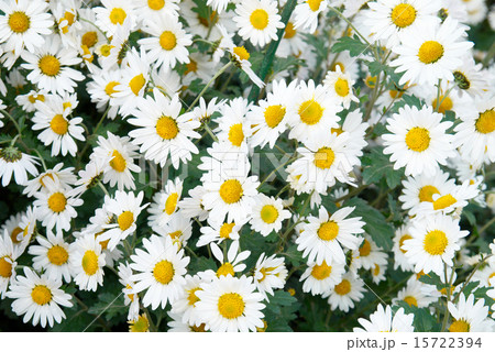 Field of white chrysanthemum. 15722394