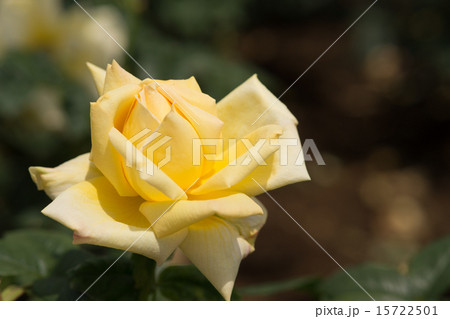 天津乙女(薔薇) 天津乙女(薔薇) 15722501