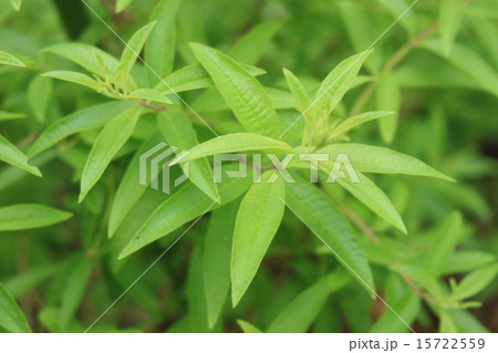 レモンバーベナ 15722559