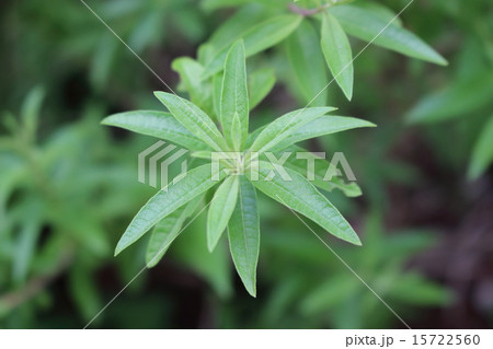 レモンバーベナ 15722560