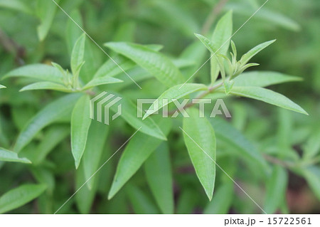 レモンバーベナ 15722561