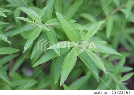 レモンバーベナ 15722562