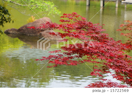 成田山竜智の池紅葉 成田山竜智の池紅葉 15722569