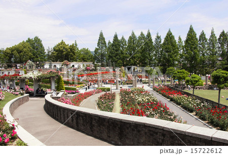 薔薇咲き誇るバラ公園 15722612
