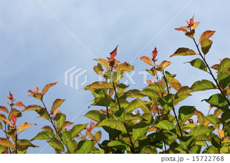 梅の若葉 15722768