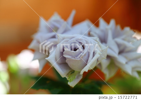 青龍 青龍 15722771