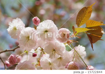 桜 フゲンゾウ 桜 フゲンゾウ 15722844